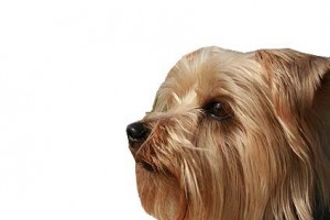Australian Silky Terrier